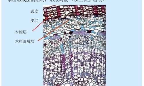 黄葵花的作用和功效网 - 黄葵花的作用和功效葵,黄葵花的副作用